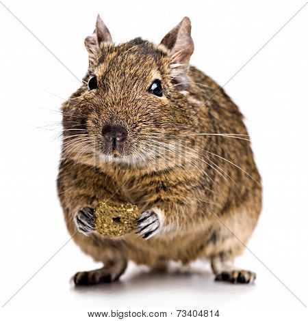 Degu