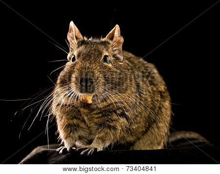 Degu