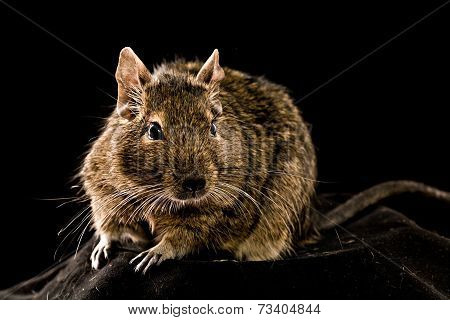 Degu