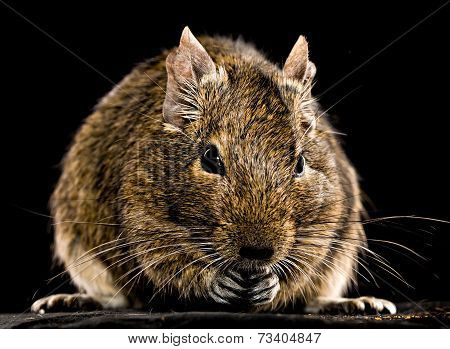 Degu