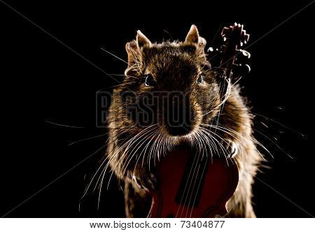 Musical Degu