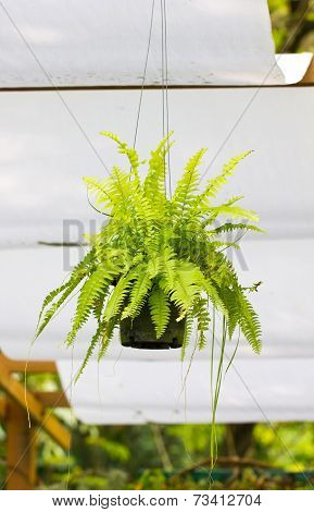 Fern.a Potted Plant (nephrolepis Exaltata).