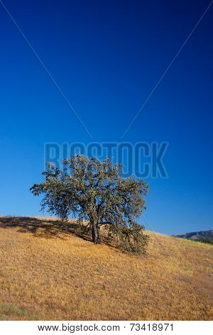 Hilltop Oak Tree In California