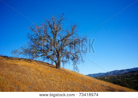 Oak Tree In The Fall