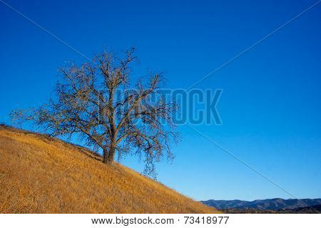 Oak Tree On Hillside
