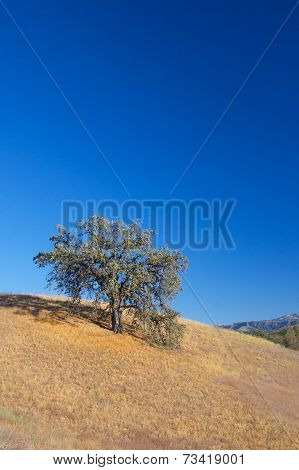 Single Oak On A Hill
