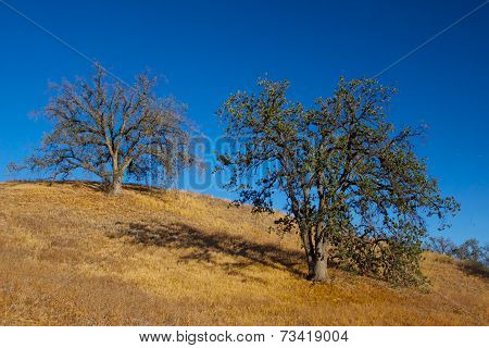 Two Oaks On A Hillside