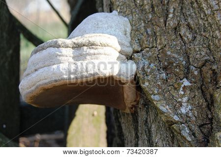 mushroom on a tree (Fomes fomentarius)