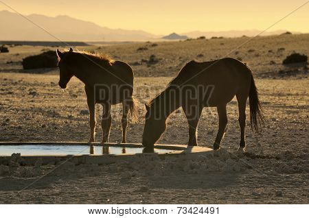 Silhouette Of Wild Horses Of The Namib Drinking