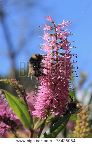 Bumblebee Feeding On A Hebe Flower