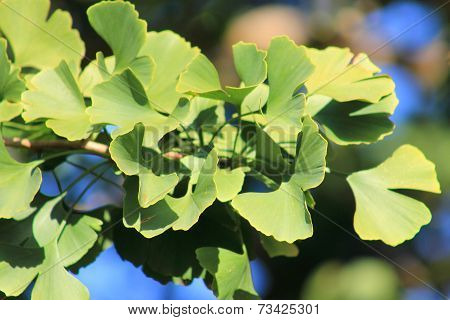 Ginkgo Biloba Leaves