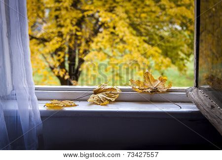 Autumn Leafs