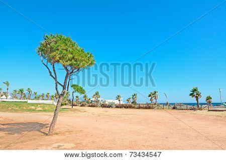 Pine Tree By The Sea