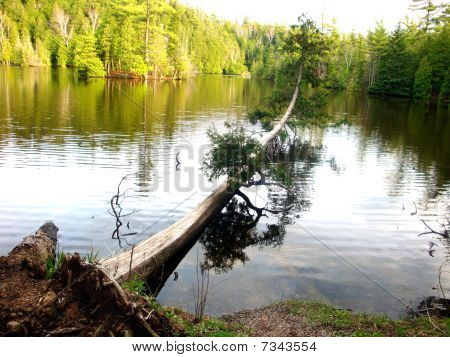 skogstjärn