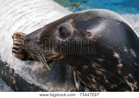 Seal (pinniped)