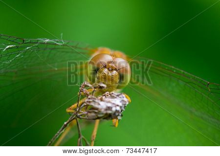 Autumn Meadowhawk