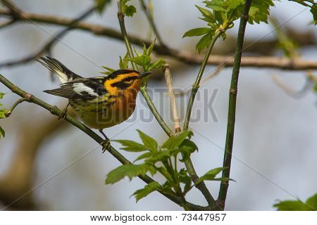 Blackburnian Warbler