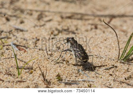 Obliqued-lined Tiger Beetle