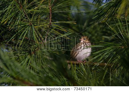 Ovenbird