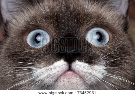closeup portrait siamese cat with blue eyes and funny mustache