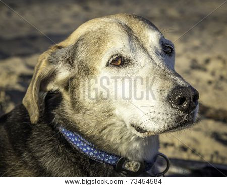 Dog On The Beach