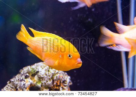 Aulonocara Fish