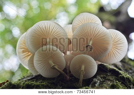 Oudemansiella Mucida