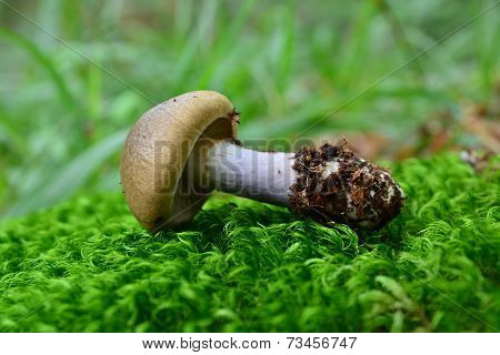 Cortinarius Torvus