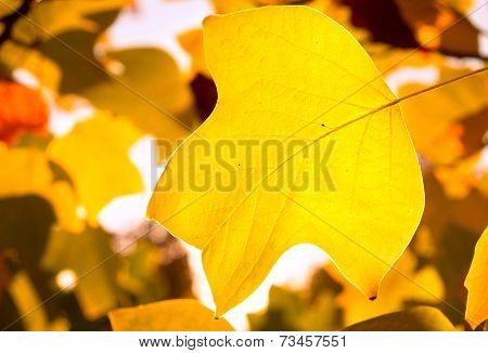 Autumn Maple Leaves