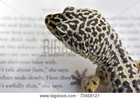 Gecko Reading a Book