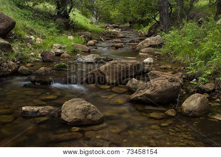 Forest Creek