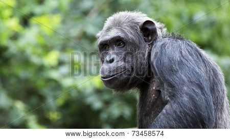 smirking chimp