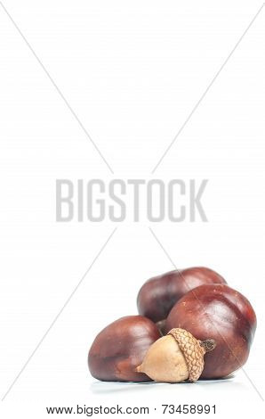 chestnut with crust and acorn on a white background