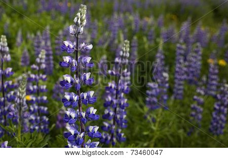 Lupines