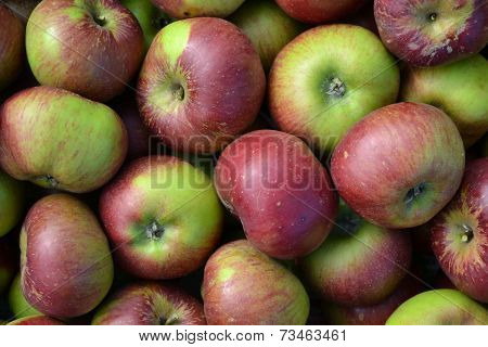Tasty Apples