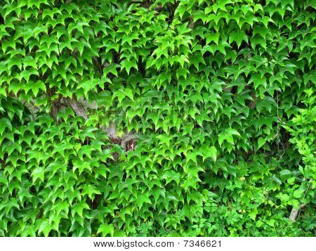Klettern ivy