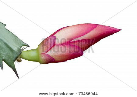 Schlumbergera flower christmas cactus close up