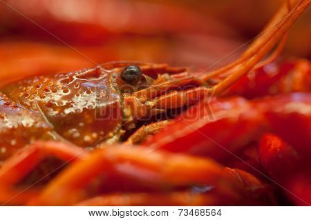 Crayfish