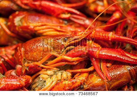 Crayfish