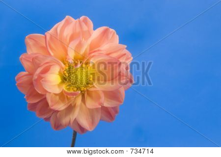 Dahlia
