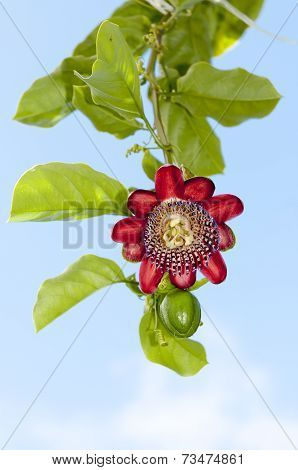 Passion fruit flower