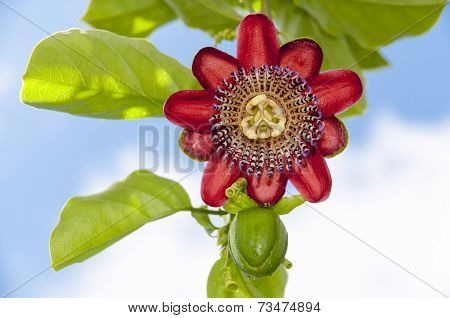 Passion fruit flower