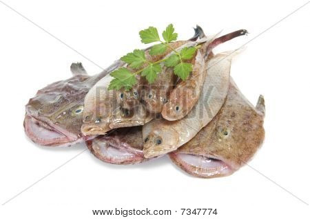 魚