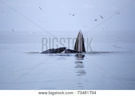 Whales (balaenoptera Brydei) Eating Anchovy Fish