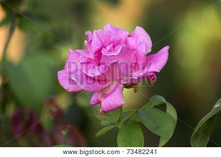 Pink Rose In A Garden