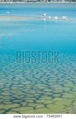 Blue Pond