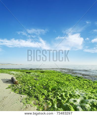 Green Seaweeds Under Clouds