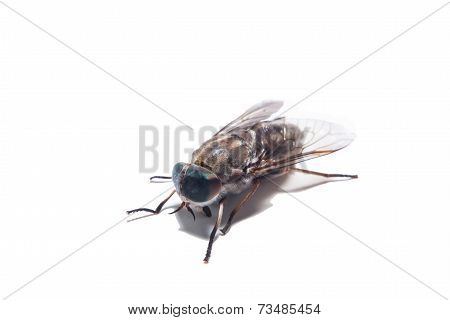Brown flies