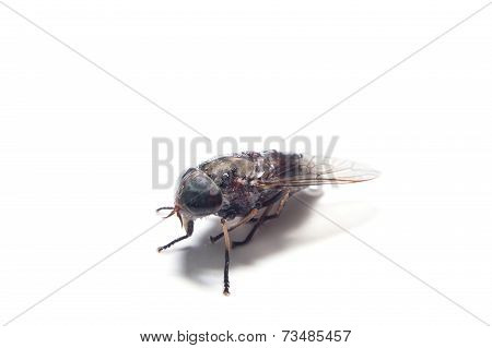 Brown flies