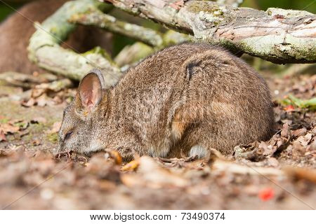 Sleeping Parma Wallaby